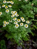 Pyrethrum parthenium. Верхушка побега с соцветиями. Вологодская обл., г. Вологда, в культуре. 13.07.2024.