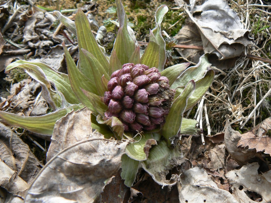 Изображение особи род Petasites.