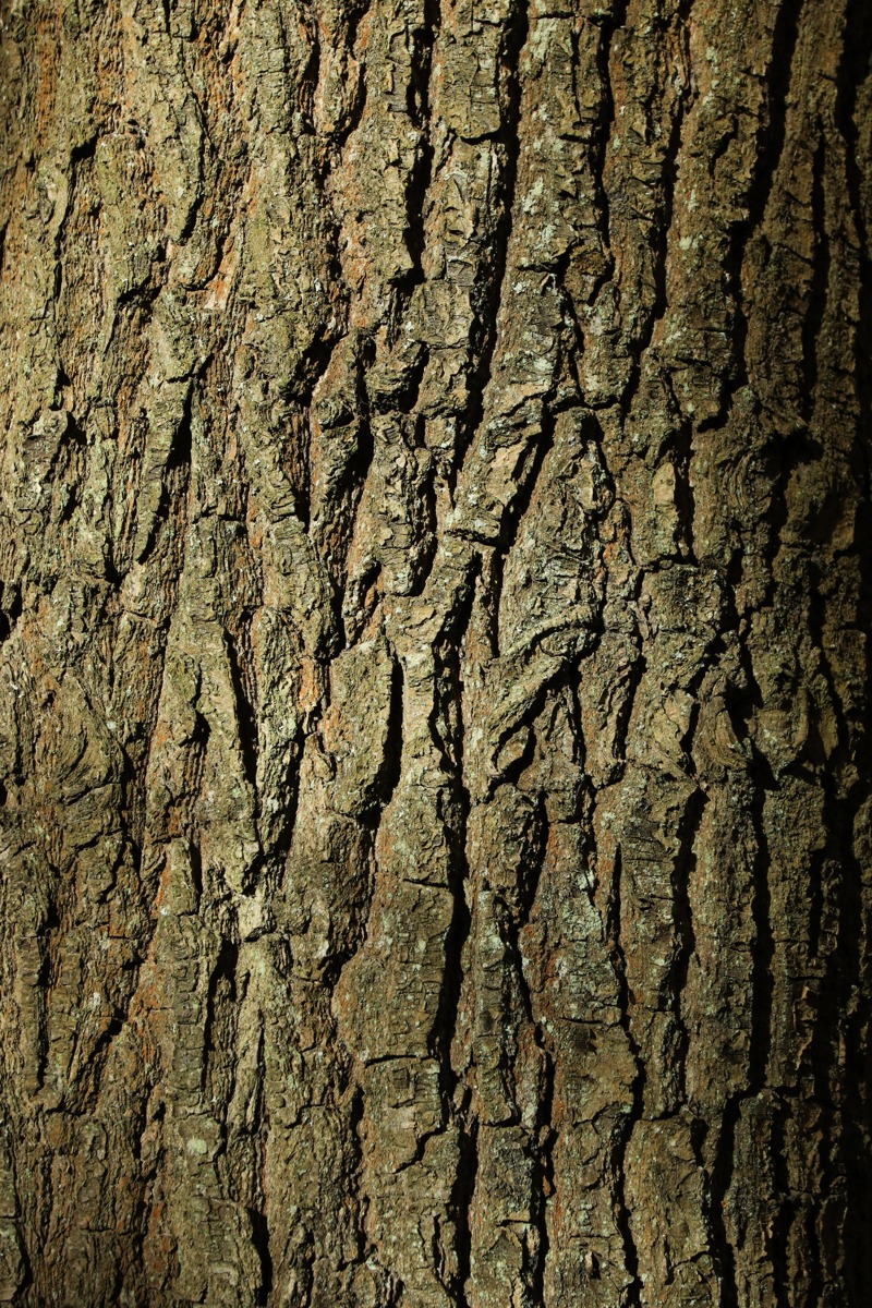 Image of Quercus robur specimen.