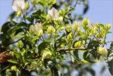 род Bougainvillea