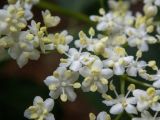 Sambucus nigra. Цветки. Крым, Южный Берег, окр. Ангарского перевала, у лесной дороги. 27.05.2024.