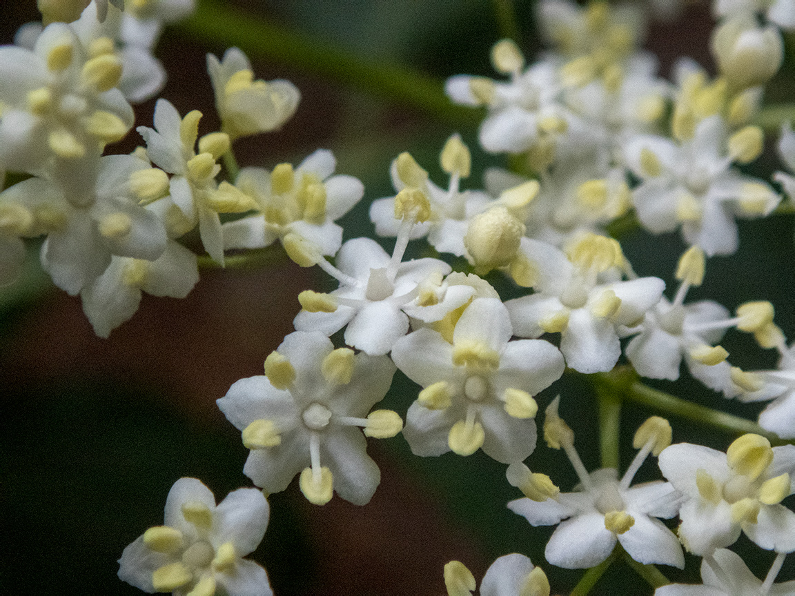 Image of Sambucus nigra specimen.