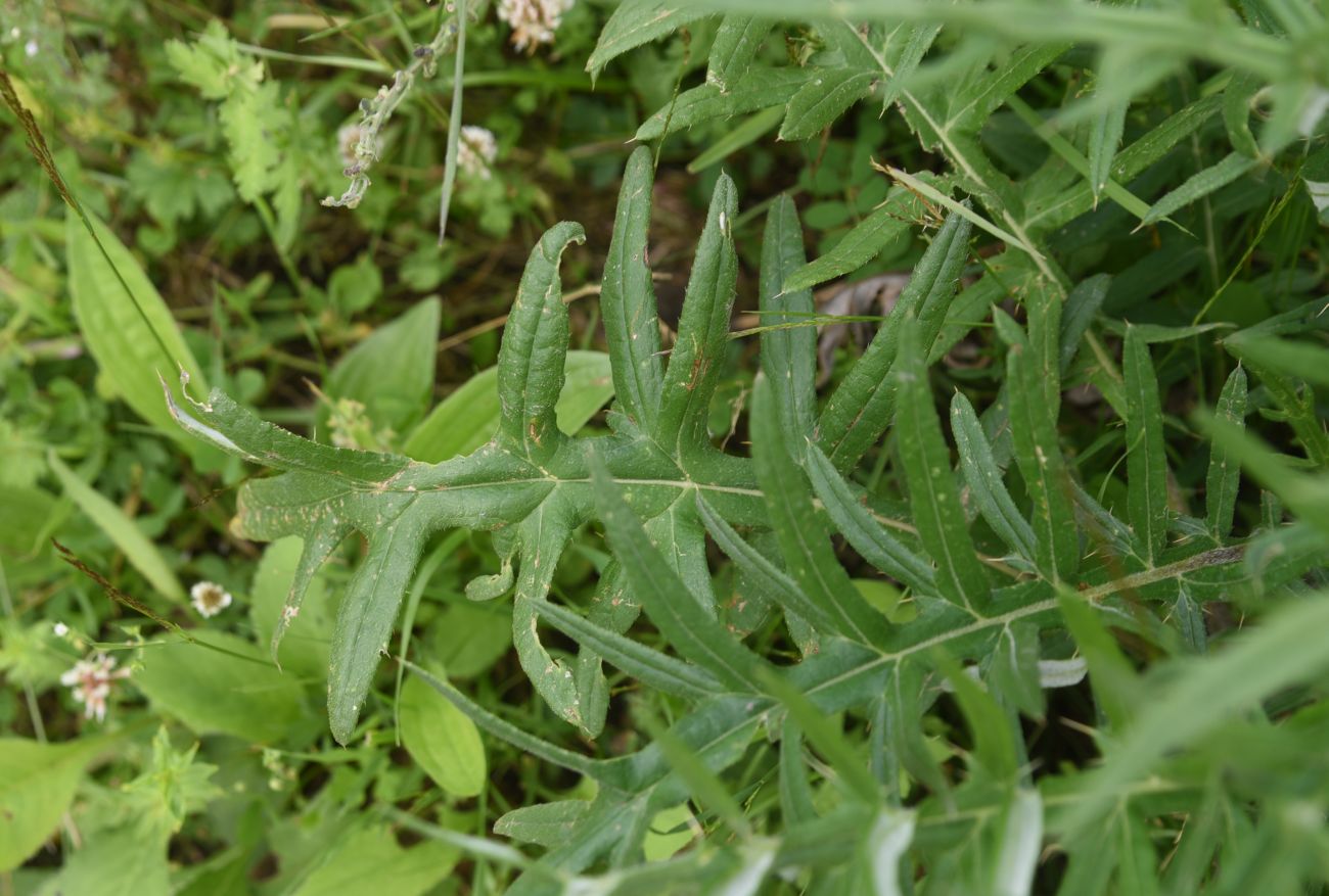 Изображение особи род Cirsium.