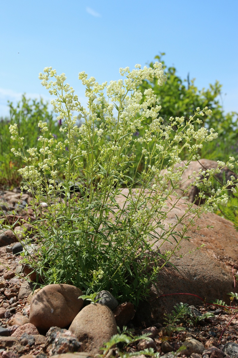 Image of Galium boreale specimen.