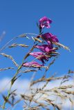 Gladiolus imbricatus