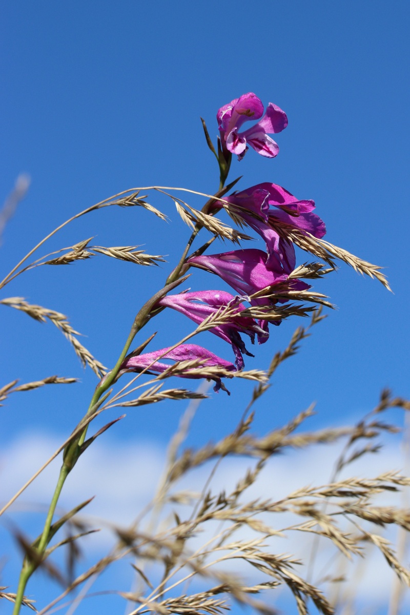 Image of Gladiolus imbricatus specimen.