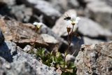 Saxifraga sibirica