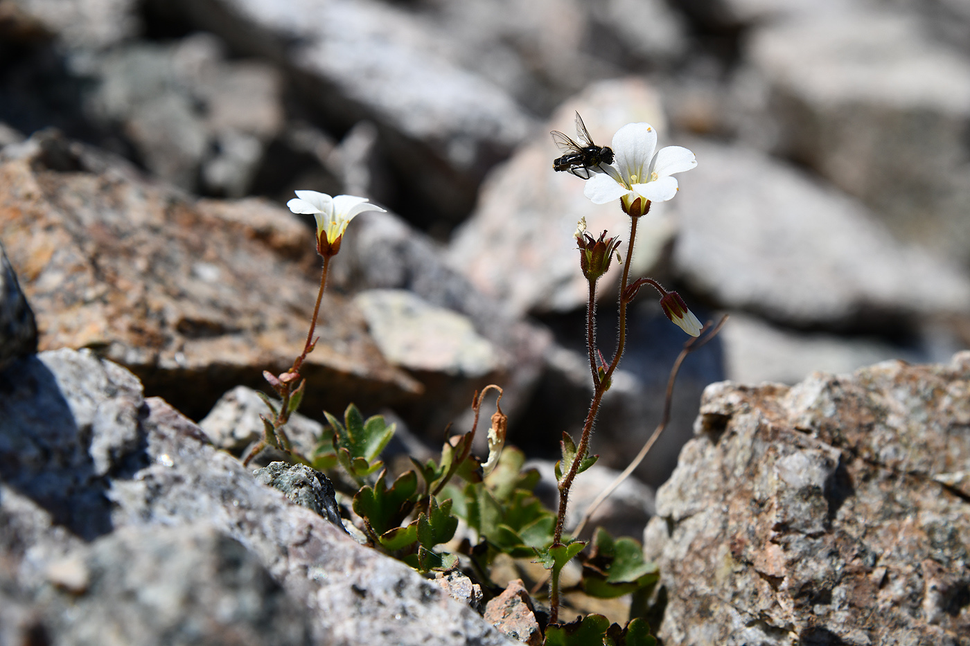 Image of Saxifraga sibirica specimen.