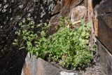 genus Valerianella. Цветущее растение (в сообществе с Corydalis schanginii). Казахстан, Алматинская обл., Чу-Илийские горы, ур. Тамгалы, скальная ниша. 3 мая 2024 г.