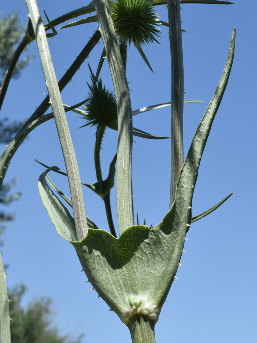 Изображение особи Dipsacus laciniatus.