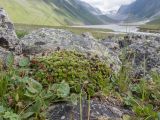 genus Saxifraga. Плодоносящие растения. Кабардино-Балкария, Черекский р-н, у места впадения Туялы Западной в Псыгансу, ≈ 2400 м н.у.м., моренные отложения. 30.07.2024.