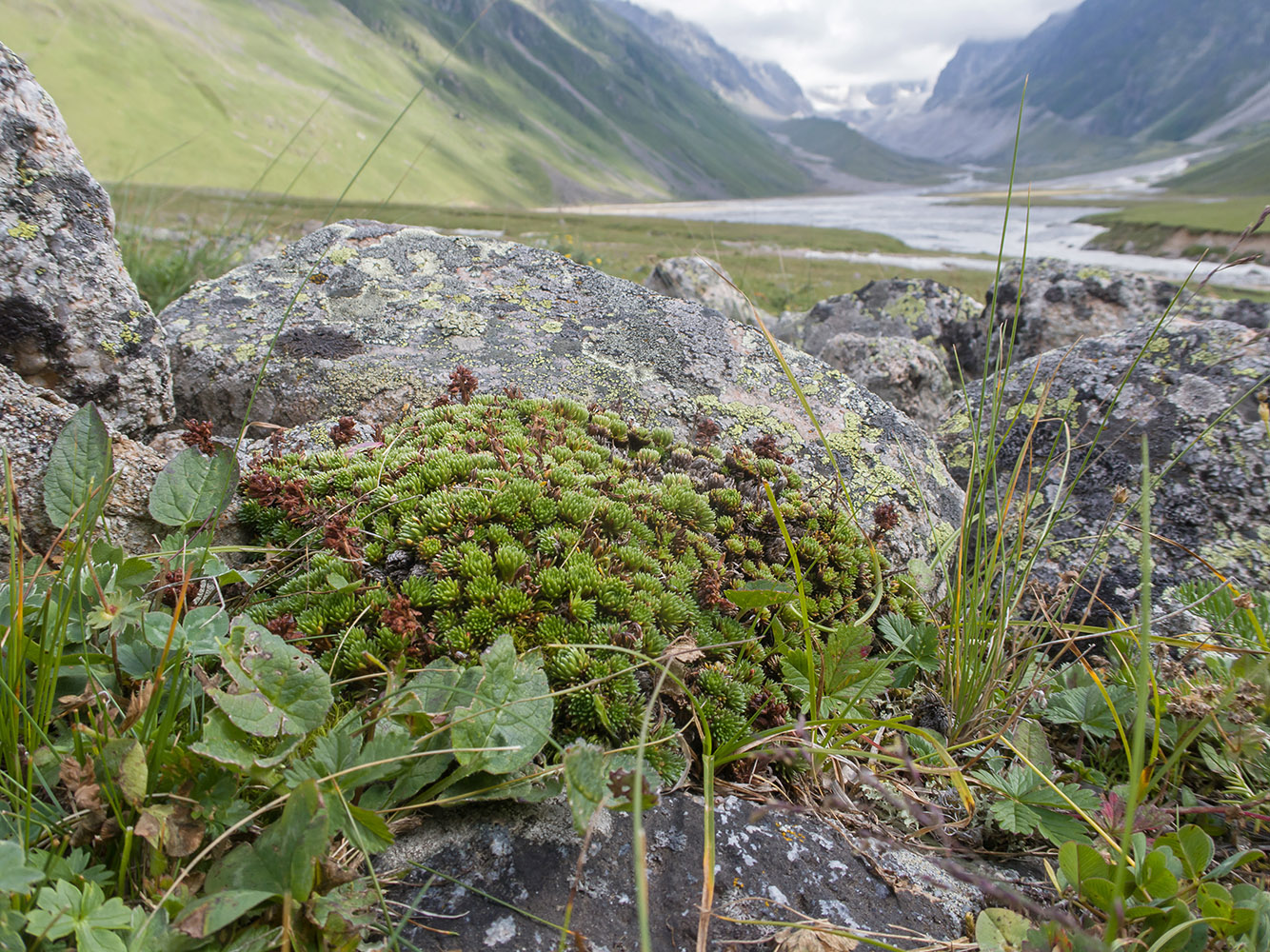 Image of genus Saxifraga specimen.