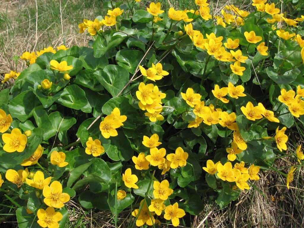 Изображение особи Caltha palustris.