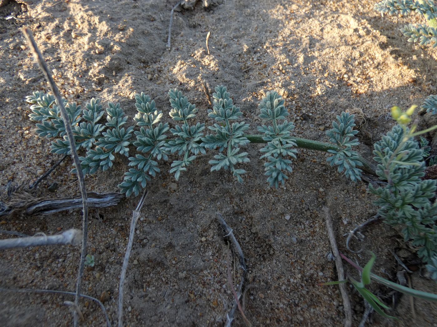 Image of Ferula nuda specimen.