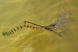 Смотреть изображение Myriophyllum sibiricum