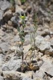 View full-size image Melilotoides brachycarpa