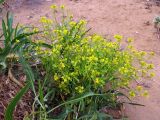 Смотреть изображение Isatis sabulosa