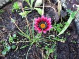 View full-size image Gazania × hybrida