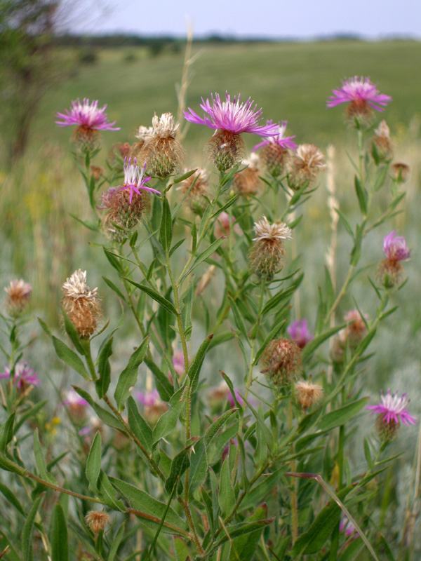 Image of Centaurea trichocephala specimen.