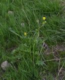 View full-size image genus Ranunculus
