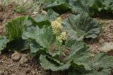 View full-size image Rheum ribes