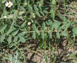 View full-size image Onobrychis radiata