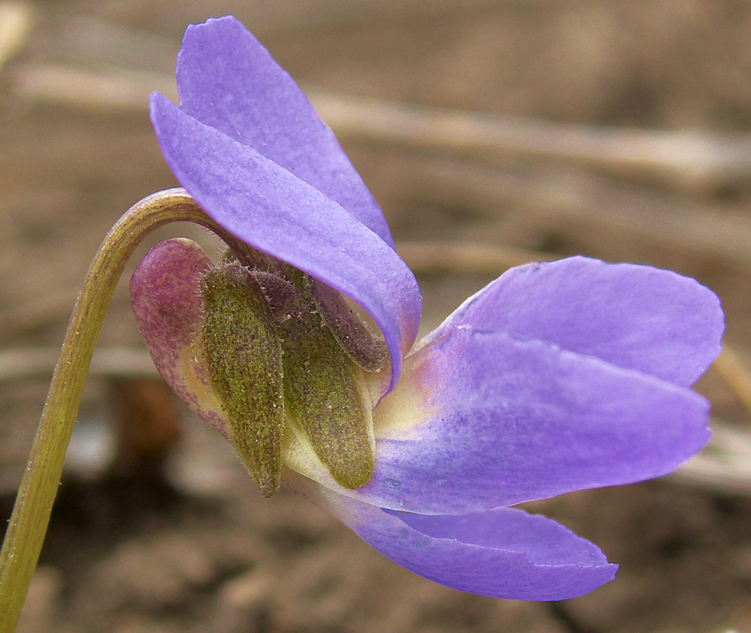 Image of Viola hirta specimen.