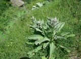 View full-size image genus Verbascum
