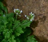 View full-size image genus Cardamine