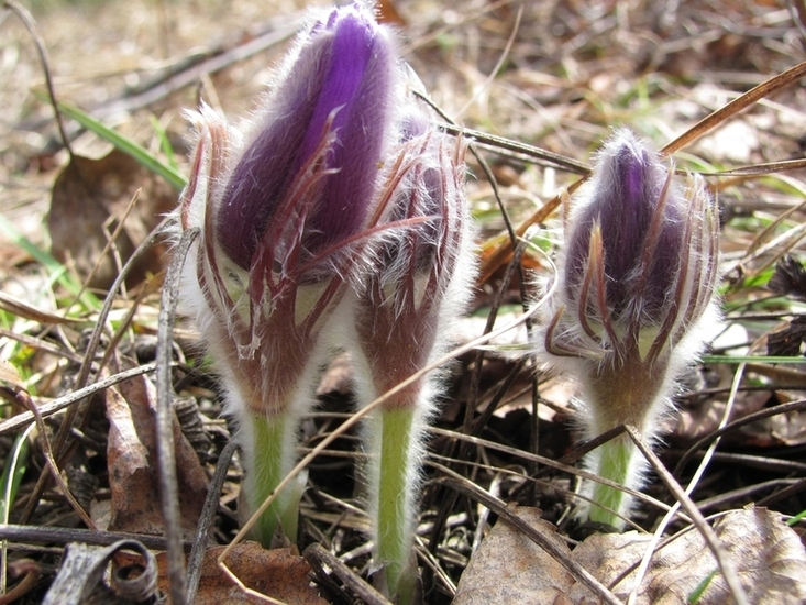 Image of Pulsatilla patens specimen.