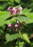 Lamium maculatum. Верхушка цветущего растения. Московская обл., Пушкинский р-н, окр. дер. Мураново. 22.05.2011.