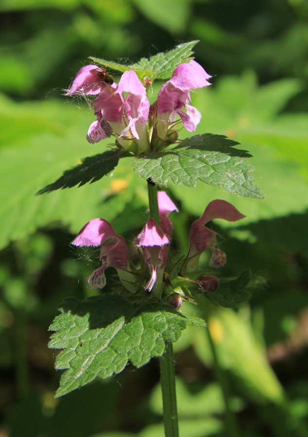 Image of Lamium maculatum specimen.