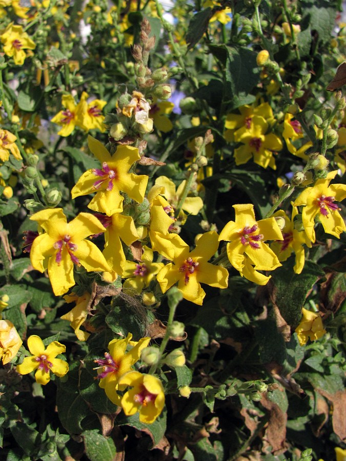 Image of Verbascum sinuatum specimen.