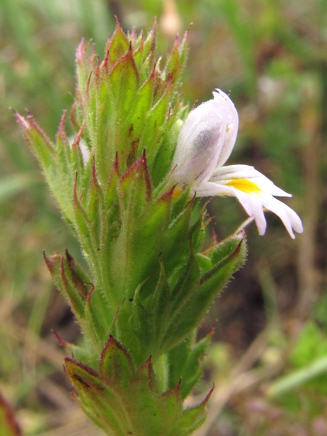 Image of Euphrasia irenae specimen.