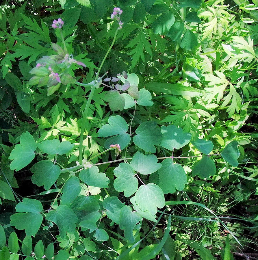 Image of Thalictrum contortum specimen.