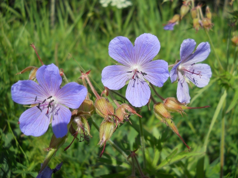 Image of Geranium pratense specimen.