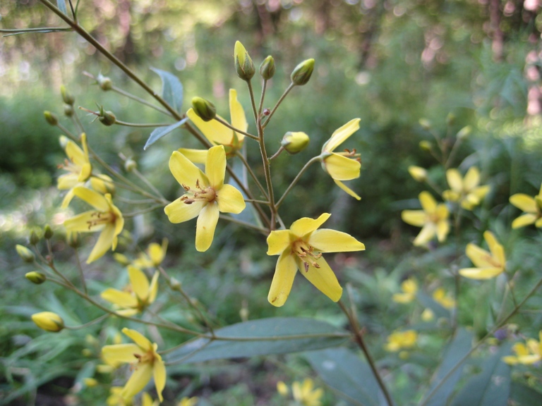 Image of Lysimachia davurica specimen.