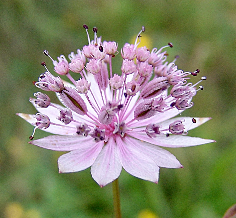 Изображение особи Astrantia trifida.