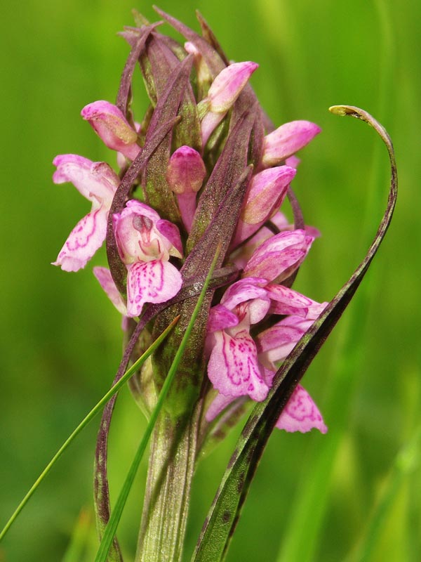 Image of Dactylorhiza incarnata var. reichenbachii specimen.