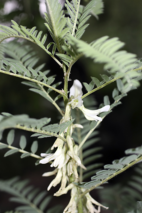 Image of Astragalus retamocarpus specimen.