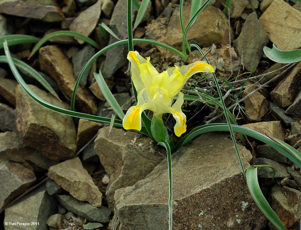 Изображение особи Juno orchioides.