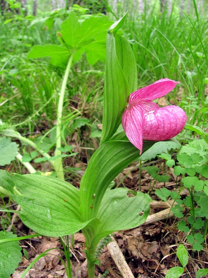 Image of Cypripedium macranthos specimen.