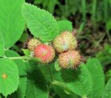 Rosa cinnamomea. Побег с галлами. Архангельская обл., Вельский р-н, лес. 21.07.2011.