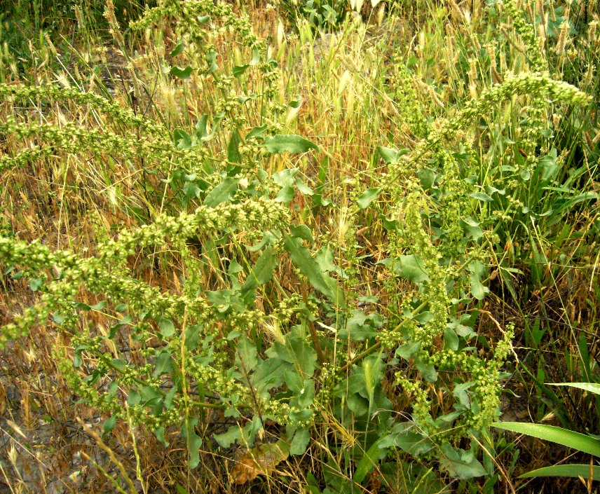 Image of Rumex chalepensis specimen.