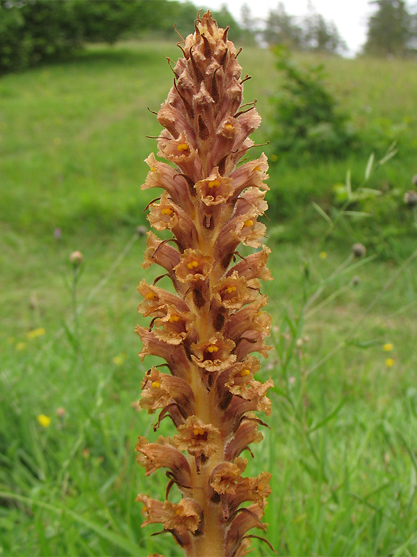 Image of Orobanche elatior specimen.