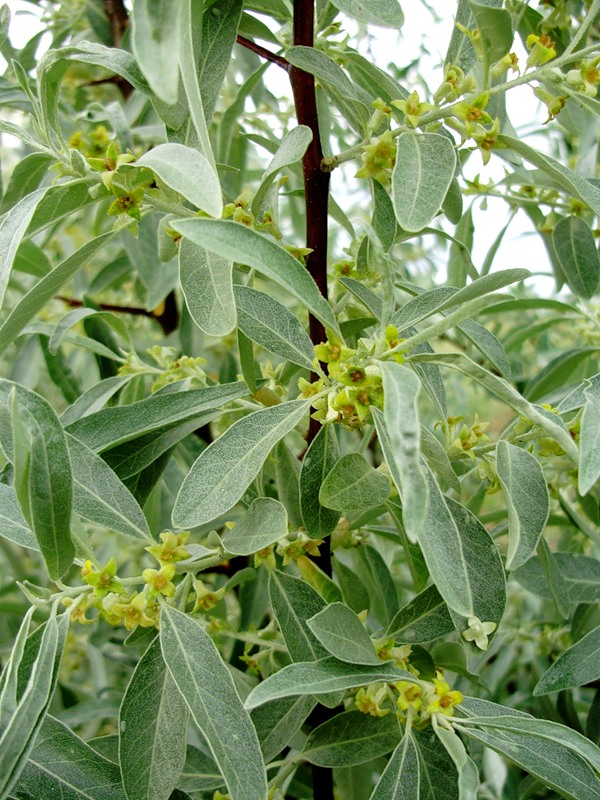 Image of Elaeagnus angustifolia specimen.