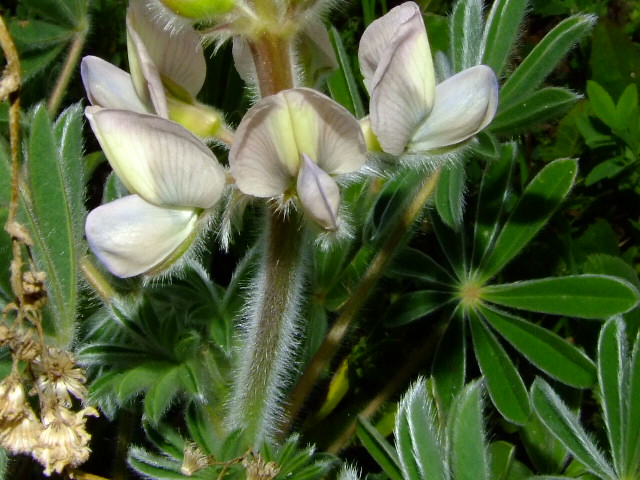 Image of Lupinus palaestinus specimen.