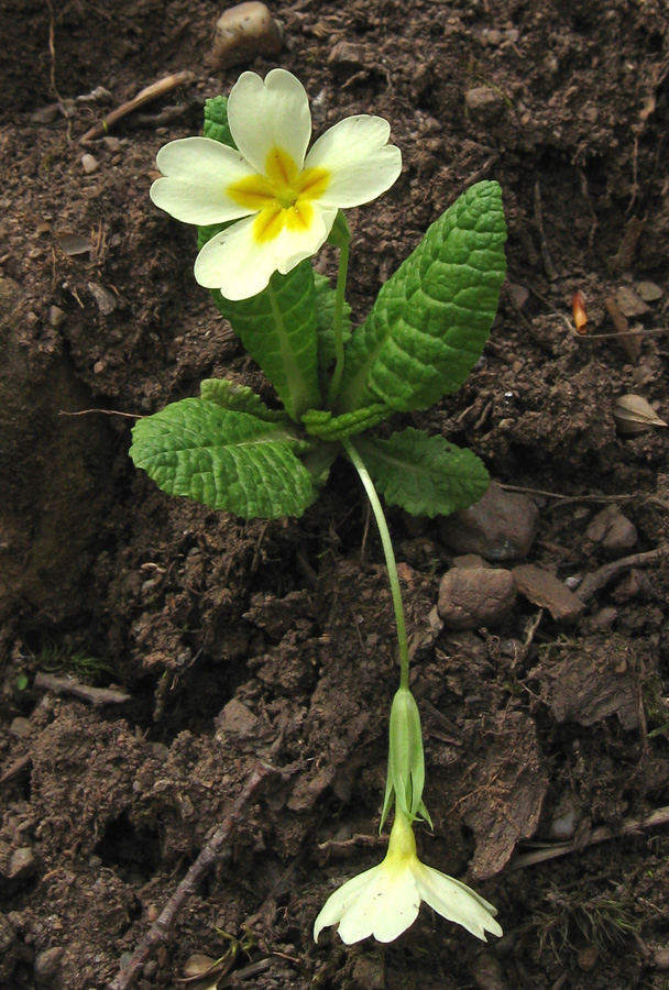 Image of Primula vulgaris specimen.