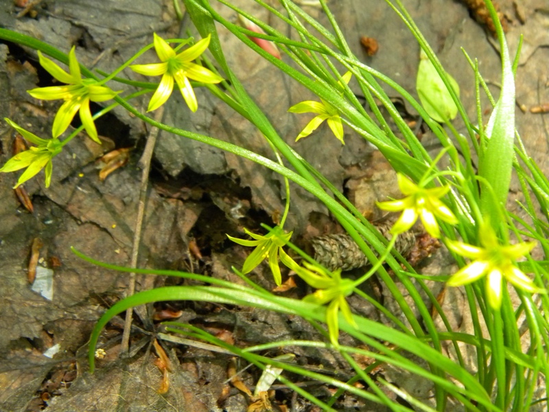 Image of Gagea tichomirovii specimen.