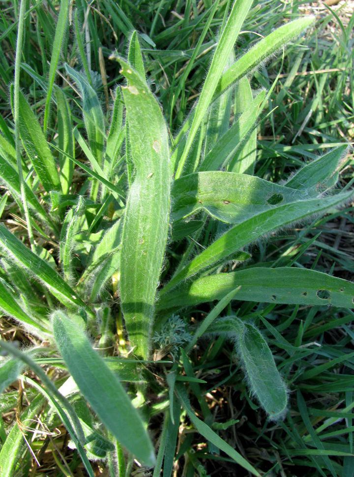 Image of Plantago dubia specimen.